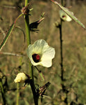 Hibiscus cannabinus Yellow | Kenaf | Brown Indianhemp | 10_Seeds