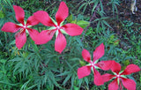 Hibiscus coccineus | Texas Star | 5_Seeds