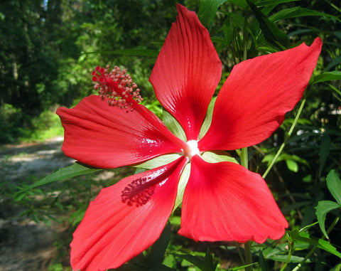 Hibiscus coccineus | Texas Star | 5_Seeds