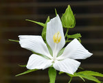 Hibiscus coccineus Alba | White & Texas Star | Rose Mallow | 10_Seeds