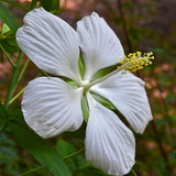 Hibiscus coccineus Alba | White & Texas Star | Rose Mallow | 10_Seeds