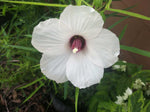 Hibiscus dasycalyx | Neches River Rosemallow | 10_Seeds