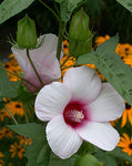 Hibiscus laevis | Halberd Leaf Rose Mallow | 10_Seeds