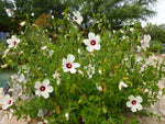 Hibiscus laevis | Halberd Leaf Rose Mallow | 10_Seeds
