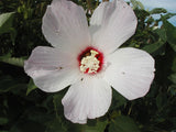 Hibiscus lasiocarpos | Hairy Fruited Rose Mallow | False Cotton | 10_Seeds