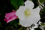 Hibiscus mutabilis Single  | Cotton Conferderate Rose | 50_Seeds
