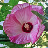 Hibiscus moscheutos Luna Pink Swirl | 10_Seeds