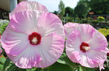Hibiscus moscheutos Luna Pink Swirl | 10_Seeds