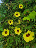 Hibiscus surattensis | Bush Sorrel | Wild Sour | 10_Seeds