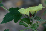 Hibiscus surattensis | Bush Sorrel | Wild Sour | 10_Seeds