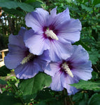 Hibiscus syriacus Violet Satin | Rose of Sharon | 10_seeds