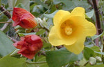 Hibiscus tiliaceus | Hau | Balibago | Vau Tree | Green Cottonwood | 10_Seeds