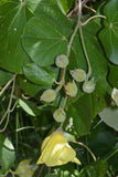 Hibiscus tiliaceus | Hau | Balibago | Vau Tree | Green Cottonwood | 10_Seeds