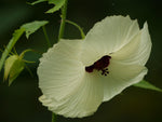 Hibiscus vitifolius | Grape Leaved Mallow | Tropical Fanleaf | 10_Seeds