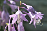 Hosta longipes | Funkia | Plantain Lily | Rock Hosta | Iwa Giboshi | 10_Seeds