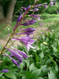 Hosta longipes | Funkia | Plantain Lily | Rock Hosta | Iwa Giboshi | 10_Seeds