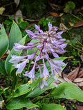 Hosta longipes | Funkia | Plantain Lily | Rock Hosta | Iwa Giboshi | 10_Seeds