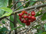 Huberantha cerasoides | Polyalthia | Cherry Ashok | 5_Seeds