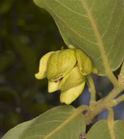Huberantha cerasoides | Polyalthia | Cherry Ashok | 5_Seeds