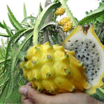 Hylocereus megalanthus | Yellow Dragon Fruit |Pitaya|Pitahaya Amarilla| 20_Seeds