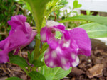 Impatiens balsamina Purple | Balsam | Touch-Me-Not | 20_Seeds