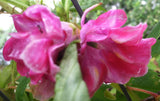 Impatiens balsamina Rose | Balsam | Touch-Me-Not | 10_Seeds