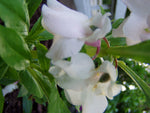 Impatiens balsamina White | Balsam | Touch-Me-Not | 20_Seeds