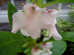 Impatiens balsamina White | Balsam | Touch-Me-Not | 20_Seeds