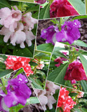 Impatiens balsamina Mixed Colors | Balsam | Touch-Me-Not | 10_Seeds