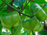Plukenetia huayllabambana | Inca Peanut | sacha inchi  | 10_Seeds