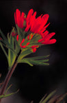 Castilleja coccinea | Scarlet Indian Paintbrush | Prairie Fire | 100_Seeds
