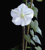 Ipomoea alba | Tropical White Morning Glory | Giant White | Moon Vine | 5_Seeds