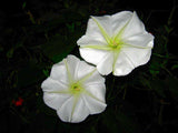Ipomoea alba | Tropical White Morning Glory | Giant White | Moon Vine | 5_Seeds