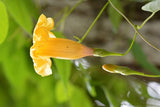 Ipomoea aurantiaca | Chiapas Morning Glory | 10_Seeds