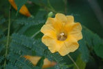Ipomoea aurantiaca | Chiapas Morning Glory | 10_Seeds