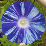 Ipomoea Nil Blue Dragon | Seiryu | Japanese Morning Glory | 5_Seeds