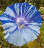 Ipomoea Nil Blue Dragon | Seiryu | Japanese Morning Glory | 5_Seeds