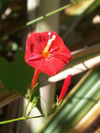 Ipomoea hederifolia | Scarlet Morning Glory | 10_Seeds