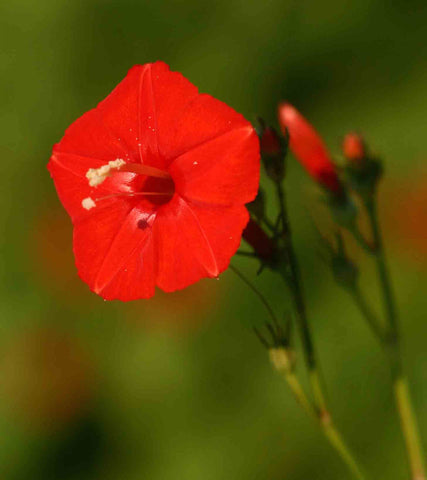 Ipomoea hederifolia | Scarlet Morning Glory | 10_Seeds