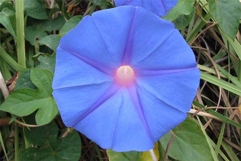 Ipomoea indica | Morning Glory | Blue Dawnflower | Oceanblue  | 10_Seeds