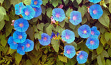 Ipomoea indica | Morning Glory | Blue Dawnflower | Oceanblue  | 10_Seeds