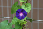 Ipomoea purpurea | Common & Tall & Purple Morning Glory | 10_Seeds