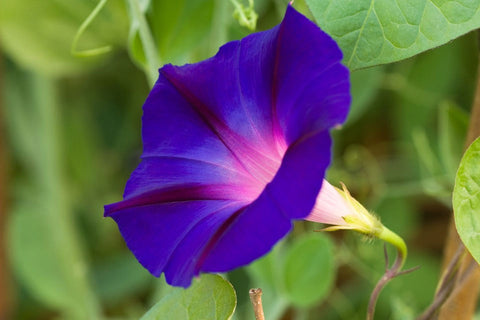 Ipomoea purpurea | Common & Tall & Purple Morning Glory | 10_Seeds