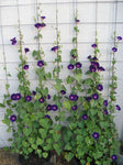 Ipomoea purpurea | Common & Tall & Purple Morning Glory | 10_Seeds