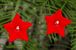 Ipomoea quamoclit | Cypress Vine | Cardinal Creeper | Star Glory | 20_Seeds