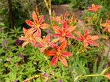 Iris domestica | Blackberry Lily | 10_Seeds