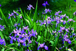 Iris versicolor | Blue Flag | Dagger Flower| 20_Seeds