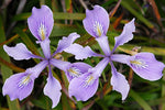 Iris versicolor | Blue Flag | Dagger Flower| 20_Seeds