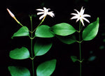 Jasminum trichotomum | 5_Seeds