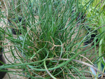 Juncus decipiens Curly Wurly | Corkscrew Rush | 10_Seeds